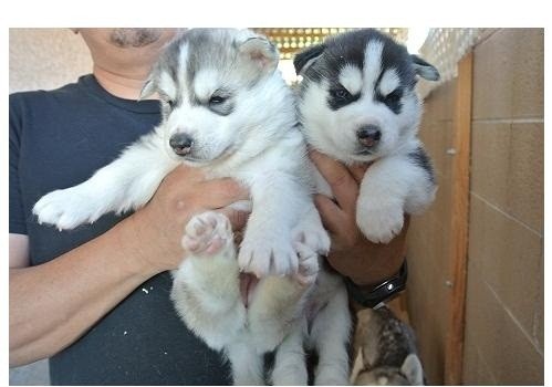 Los cachorros husky siberiano