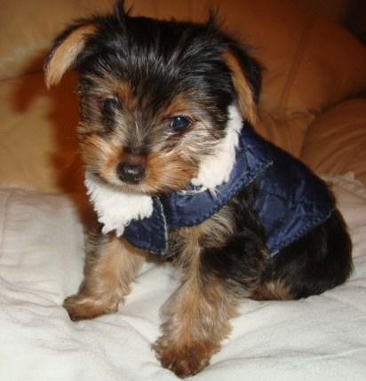 
Precio Yorkshire Terrier...........<strong>$18,000.00   A   $25,000.00  (dependiendo del tamaño, sexo, color y calidad)</strong> <br><br>


100% pura raza, registrados todos los papeles en regla se envian a cualquier parte de la Republica.<br><br> 

<li>Contrato de compraventa<br><br></li>


<li>Seguro de vida gratuito por escrito de 5 años que cubre muerte en caso de cuestiones virales</li>
<br><br>

<li>Garantía de Pureza Racial<br><br></li>

<li>Certificado de registro inicial que extiende la Federación Canófila Mexicana donde los cachorros se entregan con tatuaje y microchip</li>

