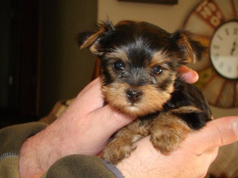 
Precio Yorkshire Terrier...........<strong>$18,000.00   A   $25,000.00  (dependiendo del tamaño, sexo, color y calidad)</strong> <br><br>


100% pura raza, registrados todos los papeles en regla se envian a cualquier parte de la Republica.<br><br> 

<li>Contrato de compraventa<br><br></li>


<li>Seguro de vida gratuito por escrito de 5 años que cubre muerte en caso de cuestiones virales</li>
<br><br>

<li>Garantía de Pureza Racial<br><br></li>

<li>Certificado de registro inicial que extiende la Federación Canófila Mexicana donde los cachorros se entregan con tatuaje y microchip</li>

