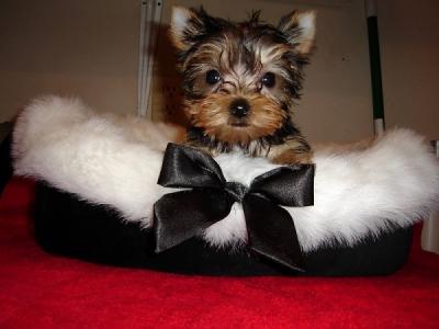 
Precio Yorkshire Terrier...........<strong>$18,000.00   A   $25,000.00  (dependiendo del tamaño, sexo, color y calidad)</strong> <br><br>


100% pura raza, registrados todos los papeles en regla se envian a cualquier parte de la Republica.<br><br> 

<li>Contrato de compraventa<br><br></li>


<li>Seguro de vida gratuito por escrito de 5 años que cubre muerte en caso de cuestiones virales</li>
<br><br>

<li>Garantía de Pureza Racial<br><br></li>

<li>Certificado de registro inicial que extiende la Federación Canófila Mexicana donde los cachorros se entregan con tatuaje y microchip</li>

