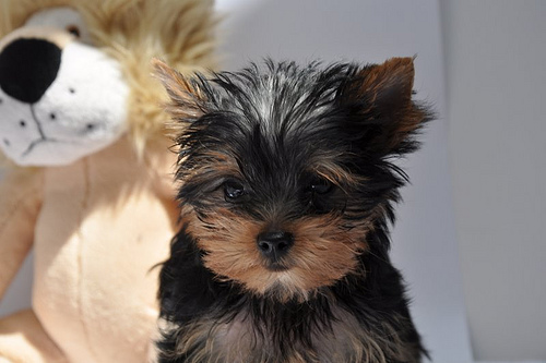 
Precio Yorkshire Terrier...........<strong>$18,000.00   A   $25,000.00  (dependiendo del tamaño, sexo, color y calidad)</strong> <br><br>


100% pura raza, registrados todos los papeles en regla se envian a cualquier parte de la Republica.<br><br> 

<li>Contrato de compraventa<br><br></li>


<li>Seguro de vida gratuito por escrito de 5 años que cubre muerte en caso de cuestiones virales</li>
<br><br>

<li>Garantía de Pureza Racial<br><br></li>

<li>Certificado de registro inicial que extiende la Federación Canófila Mexicana donde los cachorros se entregan con tatuaje y microchip</li>

