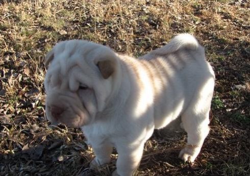 Shar pei cachorro