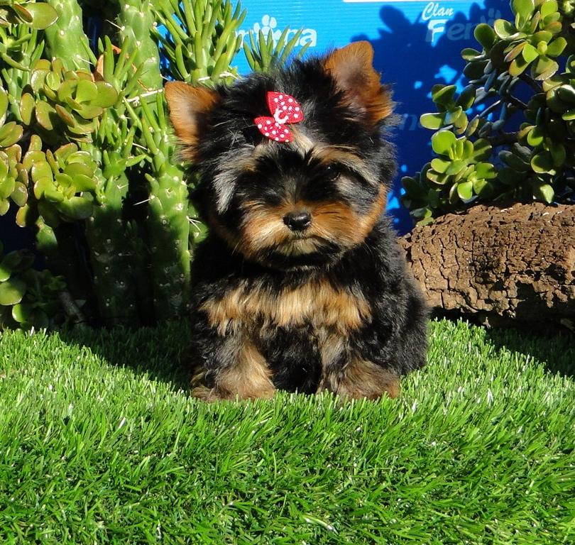 
Precio Yorkshire Terrier...........<strong>$18,000.00   A   $25,000.00  (dependiendo del tamaño, sexo, color y calidad)</strong> <br><br>


100% pura raza, registrados todos los papeles en regla se envian a cualquier parte de la Republica.<br><br> 

<li>Contrato de compraventa<br><br></li>


<li>Seguro de vida gratuito por escrito de 5 años que cubre muerte en caso de cuestiones virales</li>
<br><br>

<li>Garantía de Pureza Racial<br><br></li>

<li>Certificado de registro inicial que extiende la Federación Canófila Mexicana donde los cachorros se entregan con tatuaje y microchip</li>

