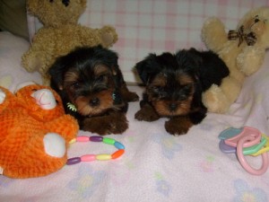 
Precio Yorkshire Terrier...........<strong>$18,000.00   A   $25,000.00  (dependiendo del tamaño, sexo, color y calidad)</strong> <br><br>


100% pura raza, registrados todos los papeles en regla se envian a cualquier parte de la Republica.<br><br> 

<li>Contrato de compraventa<br><br></li>


<li>Seguro de vida gratuito por escrito de 5 años que cubre muerte en caso de cuestiones virales</li>
<br><br>

<li>Garantía de Pureza Racial<br><br></li>

<li>Certificado de registro inicial que extiende la Federación Canófila Mexicana donde los cachorros se entregan con tatuaje y microchip</li>

