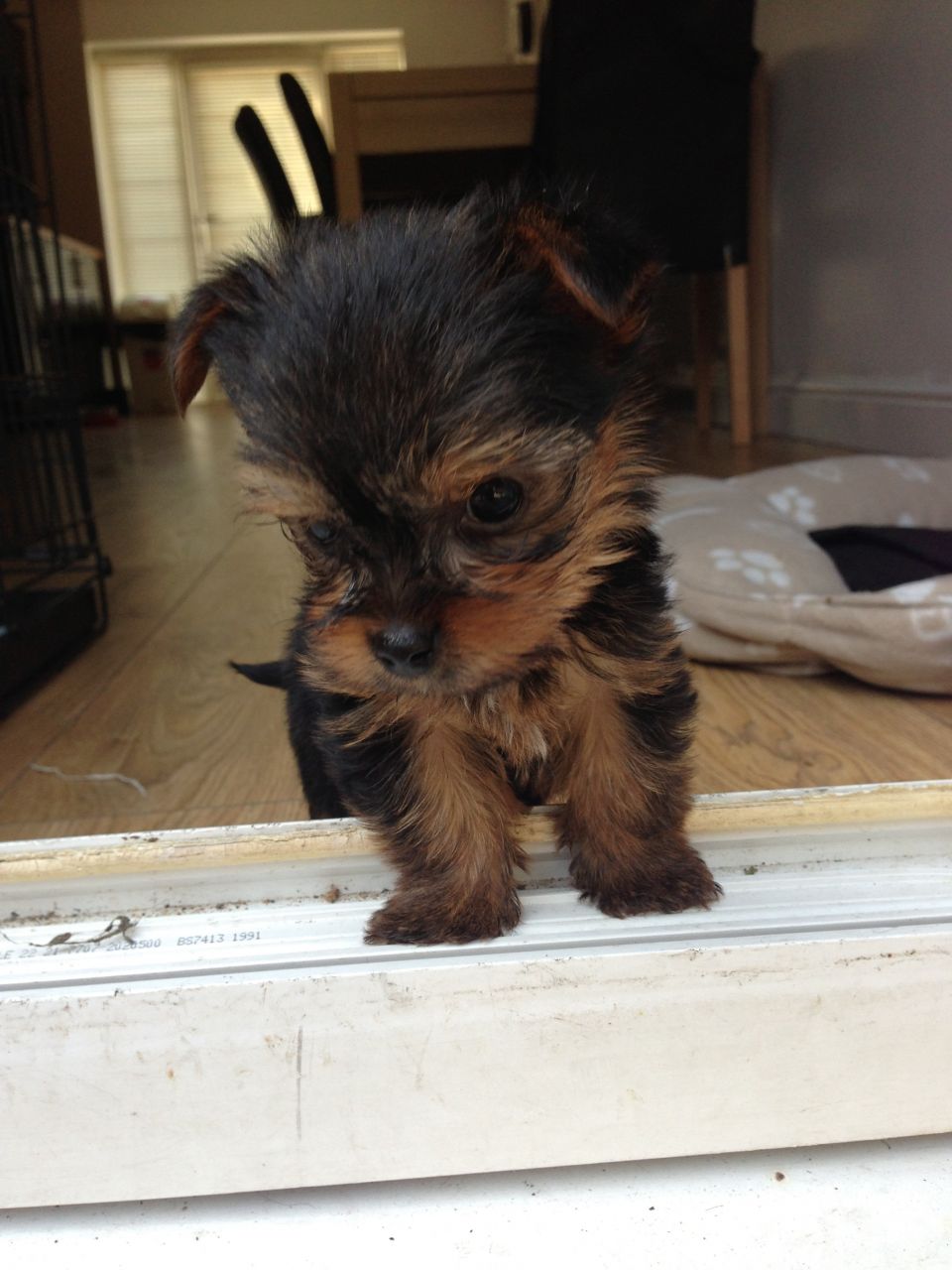 
Precio Yorkshire Terrier...........<strong>$18,000.00   A   $25,000.00  (dependiendo del tamaño, sexo, color y calidad)</strong> <br><br>


100% pura raza, registrados todos los papeles en regla se envian a cualquier parte de la Republica.<br><br> 

<li>Contrato de compraventa<br><br></li>


<li>Seguro de vida gratuito por escrito de 5 años que cubre muerte en caso de cuestiones virales</li>
<br><br>

<li>Garantía de Pureza Racial<br><br></li>

<li>Certificado de registro inicial que extiende la Federación Canófila Mexicana donde los cachorros se entregan con tatuaje y microchip</li>

