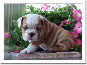 
Precio Bulldog...........<strong>   $35,000.00  A   $60,000.00    (dependiendo la calidad)</strong> <br><br>


100% pura raza, registrados todos los papeles en regla se envian a cualquier parte de la Republica.<br><br> 

<li>Contrato de compraventa<br><br></li>


<li>Seguro de vida gratuito por escrito de 5 años que cubre muerte en caso de cuestiones virales</li>
<br><br>

<li>Garantía de Pureza Racial<br><br></li>

<li>Certificado de registro inicial que extiende la Federación Canófila Mexicana donde los cachorros se entregan con tatuaje y microchip</li>

