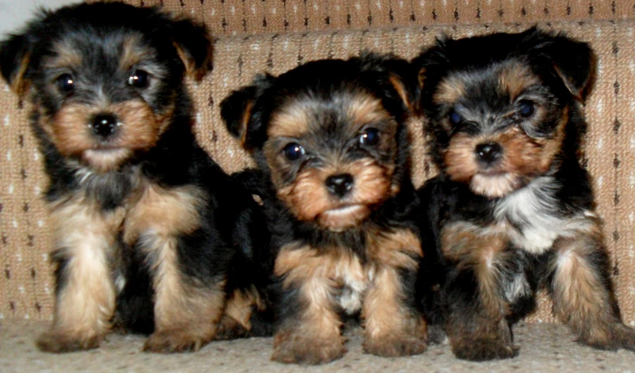 
Precio Yorkshire Terrier...........<strong>$18,000.00   A   $25,000.00  (dependiendo del tamaño, sexo, color y calidad)</strong> <br><br>


100% pura raza, registrados todos los papeles en regla se envian a cualquier parte de la Republica.<br><br> 

<li>Contrato de compraventa<br><br></li>


<li>Seguro de vida gratuito por escrito de 5 años que cubre muerte en caso de cuestiones virales</li>
<br><br>

<li>Garantía de Pureza Racial<br><br></li>

<li>Certificado de registro inicial que extiende la Federación Canófila Mexicana donde los cachorros se entregan con tatuaje y microchip</li>

