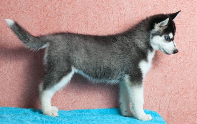 Hombre Cachorro de Husky siberiano