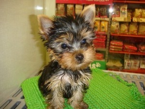 
Precio Yorkshire Terrier...........<strong>$18,000.00   A   $25,000.00  (dependiendo del tamaño, sexo, color y calidad)</strong> <br><br>


100% pura raza, registrados todos los papeles en regla se envian a cualquier parte de la Republica.<br><br> 

<li>Contrato de compraventa<br><br></li>


<li>Seguro de vida gratuito por escrito de 5 años que cubre muerte en caso de cuestiones virales</li>
<br><br>

<li>Garantía de Pureza Racial<br><br></li>

<li>Certificado de registro inicial que extiende la Federación Canófila Mexicana donde los cachorros se entregan con tatuaje y microchip</li>

