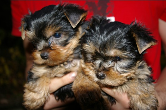 
Precio Yorkshire Terrier...........<strong>$18,000.00   A   $25,000.00  (dependiendo del tamaño, sexo, color y calidad)</strong> <br><br>


100% pura raza, registrados todos los papeles en regla se envian a cualquier parte de la Republica.<br><br> 

<li>Contrato de compraventa<br><br></li>


<li>Seguro de vida gratuito por escrito de 5 años que cubre muerte en caso de cuestiones virales</li>
<br><br>

<li>Garantía de Pureza Racial<br><br></li>

<li>Certificado de registro inicial que extiende la Federación Canófila Mexicana donde los cachorros se entregan con tatuaje y microchip</li>

