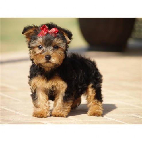 
Precio Yorkshire Terrier...........<strong>$18,000.00   A   $25,000.00  (dependiendo del tamaño, sexo, color y calidad)</strong> <br><br>


100% pura raza, registrados todos los papeles en regla se envian a cualquier parte de la Republica.<br><br> 

<li>Contrato de compraventa<br><br></li>


<li>Seguro de vida gratuito por escrito de 5 años que cubre muerte en caso de cuestiones virales</li>
<br><br>

<li>Garantía de Pureza Racial<br><br></li>

<li>Certificado de registro inicial que extiende la Federación Canófila Mexicana donde los cachorros se entregan con tatuaje y microchip</li>

