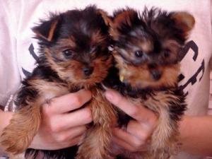 
Precio Yorkshire Terrier...........<strong>$18,000.00   A   $25,000.00  (dependiendo del tamaño, sexo, color y calidad)</strong> <br><br>


100% pura raza, registrados todos los papeles en regla se envian a cualquier parte de la Republica.<br><br> 

<li>Contrato de compraventa<br><br></li>


<li>Seguro de vida gratuito por escrito de 5 años que cubre muerte en caso de cuestiones virales</li>
<br><br>

<li>Garantía de Pureza Racial<br><br></li>

<li>Certificado de registro inicial que extiende la Federación Canófila Mexicana donde los cachorros se entregan con tatuaje y microchip</li>

