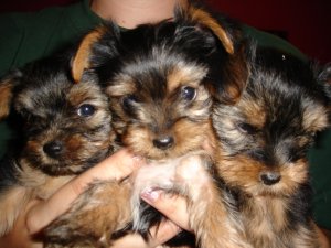 
Precio Yorkshire Terrier...........<strong>$18,000.00   A   $25,000.00  (dependiendo del tamaño, sexo, color y calidad)</strong> <br><br>


100% pura raza, registrados todos los papeles en regla se envian a cualquier parte de la Republica.<br><br> 

<li>Contrato de compraventa<br><br></li>


<li>Seguro de vida gratuito por escrito de 5 años que cubre muerte en caso de cuestiones virales</li>
<br><br>

<li>Garantía de Pureza Racial<br><br></li>

<li>Certificado de registro inicial que extiende la Federación Canófila Mexicana donde los cachorros se entregan con tatuaje y microchip</li>

