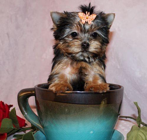 
Precio Yorkshire Terrier...........<strong>$18,000.00   A   $25,000.00  (dependiendo del tamaño, sexo, color y calidad)</strong> <br><br>


100% pura raza, registrados todos los papeles en regla se envian a cualquier parte de la Republica.<br><br> 

<li>Contrato de compraventa<br><br></li>


<li>Seguro de vida gratuito por escrito de 5 años que cubre muerte en caso de cuestiones virales</li>
<br><br>

<li>Garantía de Pureza Racial<br><br></li>

<li>Certificado de registro inicial que extiende la Federación Canófila Mexicana donde los cachorros se entregan con tatuaje y microchip</li>

