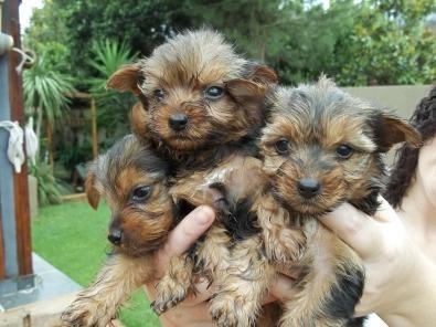 
Precio Yorkshire Terrier...........<strong>$18,000.00   A   $25,000.00  (dependiendo del tamaño, sexo, color y calidad)</strong> <br><br>


100% pura raza, registrados todos los papeles en regla se envian a cualquier parte de la Republica.<br><br> 

<li>Contrato de compraventa<br><br></li>


<li>Seguro de vida gratuito por escrito de 5 años que cubre muerte en caso de cuestiones virales</li>
<br><br>

<li>Garantía de Pureza Racial<br><br></li>

<li>Certificado de registro inicial que extiende la Federación Canófila Mexicana donde los cachorros se entregan con tatuaje y microchip</li>

