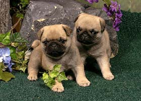 
Precio Pug...........<strong> $18,000.00  A   $20,000.00  (dependiendo del  color)</strong> <br><br>


100% pura raza, registrados todos los papeles en regla se envian a cualquier parte de la Republica.<br><br> 

<li>Contrato de compraventa<br><br></li>


<li>Seguro de vida gratuito por escrito de 5 años que cubre muerte en caso de cuestiones virales</li>
<br><br>

<li>Garantía de Pureza Racial<br><br></li>

<li>Certificado de registro inicial que extiende la Federación Canófila Mexicana donde los cachorros se entregan con tatuaje y microchip</li>

