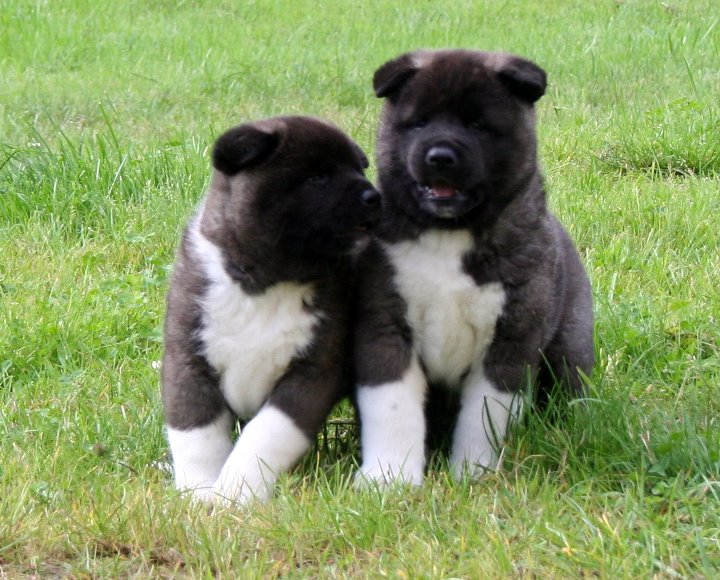 Tengo tres cachorros akita inu hermosa que quiero dar a conocer a cualquier persona que está dispuesta a darles un hogar para siempre. Contacte con nosotros para obtener más información si usted está interesado
<br>
<br>