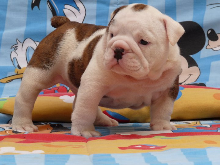 
Precio Bulldog...........<strong>   $35,000.00  A   $60,000.00    (dependiendo la calidad)</strong> <br><br>


100% pura raza, registrados todos los papeles en regla se envian a cualquier parte de la Republica.<br><br> 

<li>Contrato de compraventa<br><br></li>


<li>Seguro de vida gratuito por escrito de 5 años que cubre muerte en caso de cuestiones virales</li>
<br><br>

<li>Garantía de Pureza Racial<br><br></li>

<li>Certificado de registro inicial que extiende la Federación Canófila Mexicana donde los cachorros se entregan con tatuaje y microchip</li>

