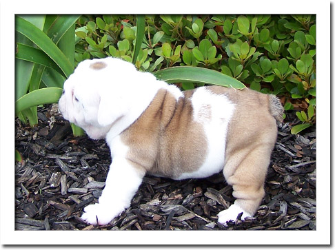 
Precio Bulldog...........<strong>   $35,000.00  A   $60,000.00    (dependiendo la calidad)</strong> <br><br>


100% pura raza, registrados todos los papeles en regla se envian a cualquier parte de la Republica.<br><br> 

<li>Contrato de compraventa<br><br></li>


<li>Seguro de vida gratuito por escrito de 5 años que cubre muerte en caso de cuestiones virales</li>
<br><br>

<li>Garantía de Pureza Racial<br><br></li>

<li>Certificado de registro inicial que extiende la Federación Canófila Mexicana donde los cachorros se entregan con tatuaje y microchip</li>

