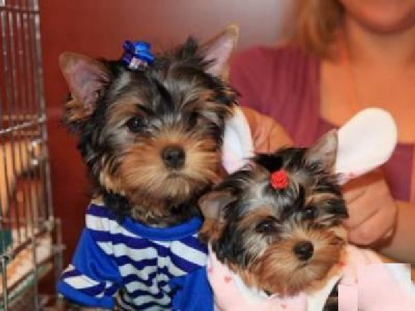 
Precio Yorkshire Terrier...........<strong>$18,000.00   A   $25,000.00  (dependiendo del tamaño, sexo, color y calidad)</strong> <br><br>


100% pura raza, registrados todos los papeles en regla se envian a cualquier parte de la Republica.<br><br> 

<li>Contrato de compraventa<br><br></li>


<li>Seguro de vida gratuito por escrito de 5 años que cubre muerte en caso de cuestiones virales</li>
<br><br>

<li>Garantía de Pureza Racial<br><br></li>

<li>Certificado de registro inicial que extiende la Federación Canófila Mexicana donde los cachorros se entregan con tatuaje y microchip</li>

