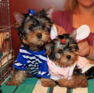 
Precio Yorkshire Terrier...........<strong>$18,000.00   A   $25,000.00  (dependiendo del tamaño, sexo, color y calidad)</strong> <br><br>


100% pura raza, registrados todos los papeles en regla se envian a cualquier parte de la Republica.<br><br> 

<li>Contrato de compraventa<br><br></li>


<li>Seguro de vida gratuito por escrito de 5 años que cubre muerte en caso de cuestiones virales</li>
<br><br>

<li>Garantía de Pureza Racial<br><br></li>

<li>Certificado de registro inicial que extiende la Federación Canófila Mexicana donde los cachorros se entregan con tatuaje y microchip</li>

