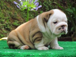 
Precio Bulldog...........<strong>   $35,000.00  A   $60,000.00    (dependiendo la calidad)</strong> <br><br>


100% pura raza, registrados todos los papeles en regla se envian a cualquier parte de la Republica.<br><br> 

<li>Contrato de compraventa<br><br></li>


<li>Seguro de vida gratuito por escrito de 5 años que cubre muerte en caso de cuestiones virales</li>
<br><br>

<li>Garantía de Pureza Racial<br><br></li>

<li>Certificado de registro inicial que extiende la Federación Canófila Mexicana donde los cachorros se entregan con tatuaje y microchip</li>

