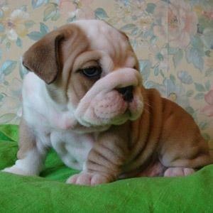 
Precio Bulldog...........<strong>   $35,000.00  A   $60,000.00    (dependiendo la calidad)</strong> <br><br>


100% pura raza, registrados todos los papeles en regla se envian a cualquier parte de la Republica.<br><br> 

<li>Contrato de compraventa<br><br></li>


<li>Seguro de vida gratuito por escrito de 5 años que cubre muerte en caso de cuestiones virales</li>
<br><br>

<li>Garantía de Pureza Racial<br><br></li>

<li>Certificado de registro inicial que extiende la Federación Canófila Mexicana donde los cachorros se entregan con tatuaje y microchip</li>

