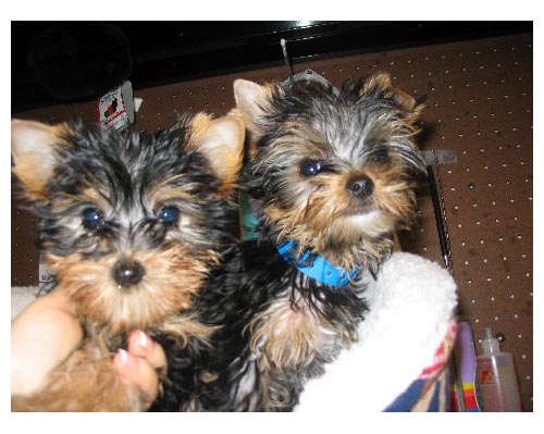 
Precio Yorkshire Terrier...........<strong>$18,000.00   A   $25,000.00  (dependiendo del tamaño, sexo, color y calidad)</strong> <br><br>


100% pura raza, registrados todos los papeles en regla se envian a cualquier parte de la Republica.<br><br> 

<li>Contrato de compraventa<br><br></li>


<li>Seguro de vida gratuito por escrito de 5 años que cubre muerte en caso de cuestiones virales</li>
<br><br>

<li>Garantía de Pureza Racial<br><br></li>

<li>Certificado de registro inicial que extiende la Federación Canófila Mexicana donde los cachorros se entregan con tatuaje y microchip</li>

