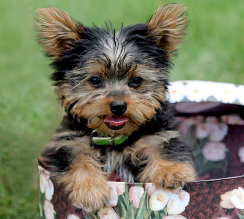 
Precio Yorkshire Terrier...........<strong>$18,000.00   A   $25,000.00  (dependiendo del tamaño, sexo, color y calidad)</strong> <br><br>


100% pura raza, registrados todos los papeles en regla se envian a cualquier parte de la Republica.<br><br> 

<li>Contrato de compraventa<br><br></li>


<li>Seguro de vida gratuito por escrito de 5 años que cubre muerte en caso de cuestiones virales</li>
<br><br>

<li>Garantía de Pureza Racial<br><br></li>

<li>Certificado de registro inicial que extiende la Federación Canófila Mexicana donde los cachorros se entregan con tatuaje y microchip</li>

