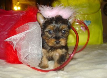 
Precio Yorkshire Terrier...........<strong>$18,000.00   A   $25,000.00  (dependiendo del tamaño, sexo, color y calidad)</strong> <br><br>


100% pura raza, registrados todos los papeles en regla se envian a cualquier parte de la Republica.<br><br> 

<li>Contrato de compraventa<br><br></li>


<li>Seguro de vida gratuito por escrito de 5 años que cubre muerte en caso de cuestiones virales</li>
<br><br>

<li>Garantía de Pureza Racial<br><br></li>

<li>Certificado de registro inicial que extiende la Federación Canófila Mexicana donde los cachorros se entregan con tatuaje y microchip</li>

