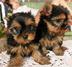 
Precio Yorkshire Terrier...........<strong>$18,000.00   A   $25,000.00  (dependiendo del tamaño, sexo, color y calidad)</strong> <br><br>


100% pura raza, registrados todos los papeles en regla se envian a cualquier parte de la Republica.<br><br> 

<li>Contrato de compraventa<br><br></li>


<li>Seguro de vida gratuito por escrito de 5 años que cubre muerte en caso de cuestiones virales</li>
<br><br>

<li>Garantía de Pureza Racial<br><br></li>

<li>Certificado de registro inicial que extiende la Federación Canófila Mexicana donde los cachorros se entregan con tatuaje y microchip</li>

