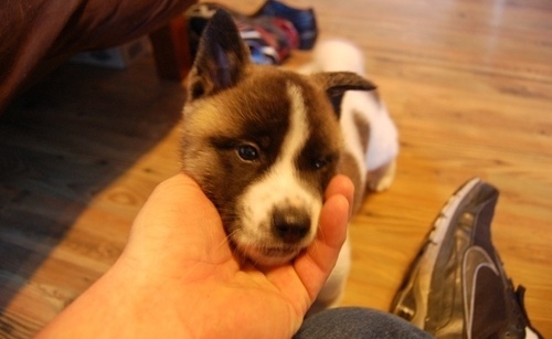 Hermosos cachorros Akita en venta, 1 macho, 1 hembra, blanca y negra cara, pueden ser visto, excelente temperamento. Los cachorros veterinario comprobado y desparasitados. todos los papeles, pueden ser vistos y fotos de mi señor, quiero buena casa para mi contacto bebés para obtener más información. 