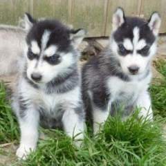 2 cachorros Siberian Husky disponibles