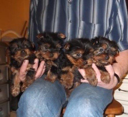 
Precio Yorkshire Terrier...........<strong>$18,000.00   A   $25,000.00  (dependiendo del tamaño, sexo, color y calidad)</strong> <br><br>


100% pura raza, registrados todos los papeles en regla se envian a cualquier parte de la Republica.<br><br> 

<li>Contrato de compraventa<br><br></li>


<li>Seguro de vida gratuito por escrito de 5 años que cubre muerte en caso de cuestiones virales</li>
<br><br>

<li>Garantía de Pureza Racial<br><br></li>

<li>Certificado de registro inicial que extiende la Federación Canófila Mexicana donde los cachorros se entregan con tatuaje y microchip</li>

