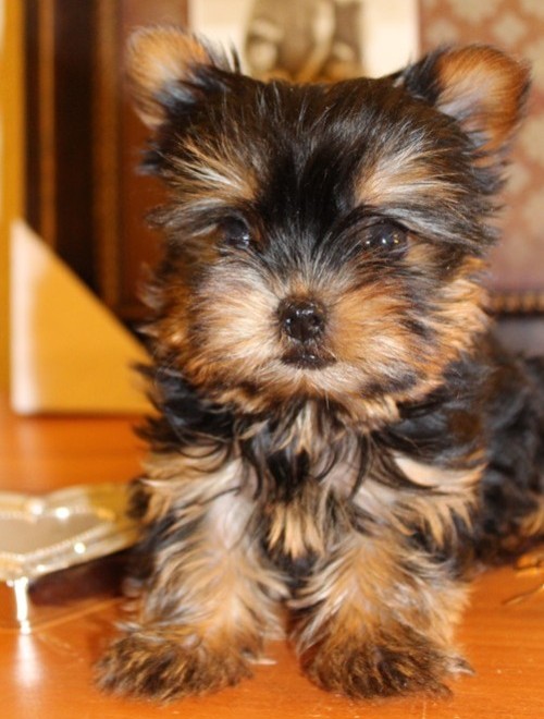 
Precio Yorkshire Terrier...........<strong>$18,000.00   A   $25,000.00  (dependiendo del tamaño, sexo, color y calidad)</strong> <br><br>


100% pura raza, registrados todos los papeles en regla se envian a cualquier parte de la Republica.<br><br> 

<li>Contrato de compraventa<br><br></li>


<li>Seguro de vida gratuito por escrito de 5 años que cubre muerte en caso de cuestiones virales</li>
<br><br>

<li>Garantía de Pureza Racial<br><br></li>

<li>Certificado de registro inicial que extiende la Federación Canófila Mexicana donde los cachorros se entregan con tatuaje y microchip</li>

