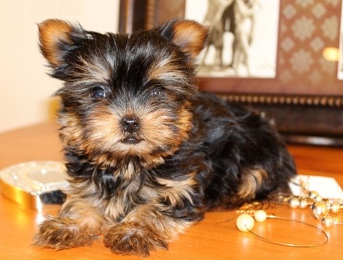 
Precio Yorkshire Terrier...........<strong>$18,000.00   A   $25,000.00  (dependiendo del tamaño, sexo, color y calidad)</strong> <br><br>


100% pura raza, registrados todos los papeles en regla se envian a cualquier parte de la Republica.<br><br> 

<li>Contrato de compraventa<br><br></li>


<li>Seguro de vida gratuito por escrito de 5 años que cubre muerte en caso de cuestiones virales</li>
<br><br>

<li>Garantía de Pureza Racial<br><br></li>

<li>Certificado de registro inicial que extiende la Federación Canófila Mexicana donde los cachorros se entregan con tatuaje y microchip</li>

