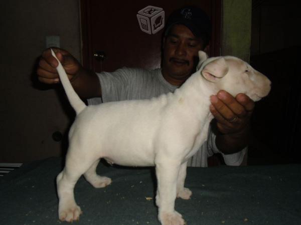 
Precio Bull Terrier...........<strong>    $18,000.00  A   $25,000.00    ( dependiendo tamaño y color)</strong> <br><br>


100% pura raza, registrados todos los papeles en regla se envian a cualquier parte de la Republica.<br><br> 

<li>Contrato de compraventa<br><br></li>


<li>Seguro de vida gratuito por escrito de 5 años que cubre muerte en caso de cuestiones virales</li>
<br><br>

<li>Garantía de Pureza Racial<br><br></li>

<li>Certificado de registro inicial que extiende la Federación Canófila Mexicana donde los cachorros se entregan con tatuaje y microchip</li>

