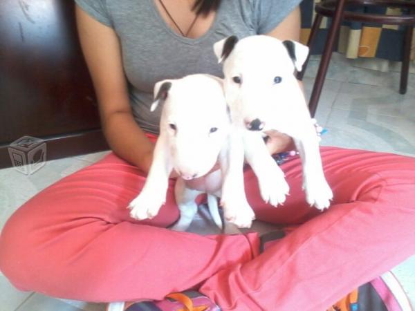 
Precio Bull Terrier...........<strong>    $18,000.00  A   $25,000.00    ( dependiendo tamaño y color)</strong> <br><br>


100% pura raza, registrados todos los papeles en regla se envian a cualquier parte de la Republica.<br><br> 

<li>Contrato de compraventa<br><br></li>


<li>Seguro de vida gratuito por escrito de 5 años que cubre muerte en caso de cuestiones virales</li>
<br><br>

<li>Garantía de Pureza Racial<br><br></li>

<li>Certificado de registro inicial que extiende la Federación Canófila Mexicana donde los cachorros se entregan con tatuaje y microchip</li>

