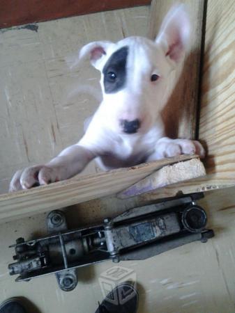 
Precio Bull Terrier...........<strong>    $18,000.00  A   $25,000.00    ( dependiendo tamaño y color)</strong> <br><br>


100% pura raza, registrados todos los papeles en regla se envian a cualquier parte de la Republica.<br><br> 

<li>Contrato de compraventa<br><br></li>


<li>Seguro de vida gratuito por escrito de 5 años que cubre muerte en caso de cuestiones virales</li>
<br><br>

<li>Garantía de Pureza Racial<br><br></li>

<li>Certificado de registro inicial que extiende la Federación Canófila Mexicana donde los cachorros se entregan con tatuaje y microchip</li>

