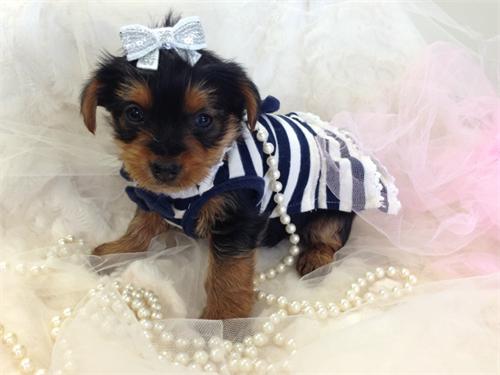 
Precio Yorkshire Terrier...........<strong>$18,000.00   A   $25,000.00  (dependiendo del tamaño, sexo, color y calidad)</strong> <br><br>


100% pura raza, registrados todos los papeles en regla se envian a cualquier parte de la Republica.<br><br> 

<li>Contrato de compraventa<br><br></li>


<li>Seguro de vida gratuito por escrito de 5 años que cubre muerte en caso de cuestiones virales</li>
<br><br>

<li>Garantía de Pureza Racial<br><br></li>

<li>Certificado de registro inicial que extiende la Federación Canófila Mexicana donde los cachorros se entregan con tatuaje y microchip</li>

