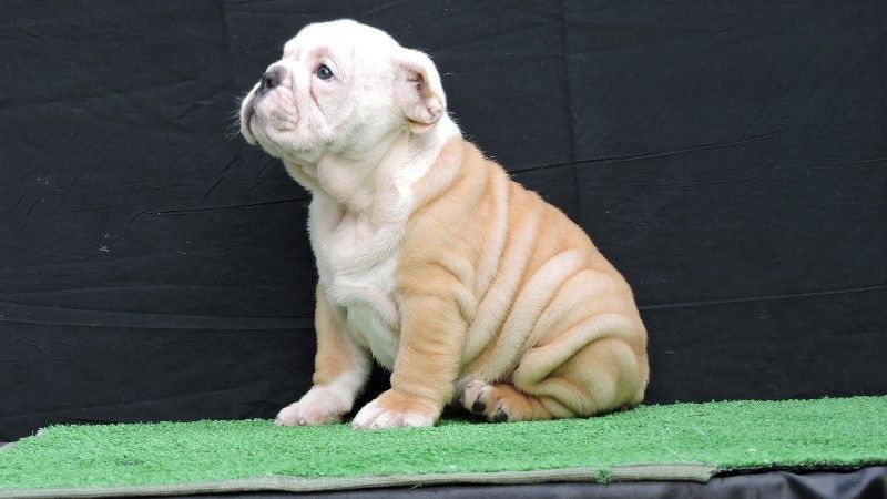 
Precio Bulldog...........<strong>   $35,000.00  A   $60,000.00    (dependiendo la calidad)</strong> <br><br>


100% pura raza, registrados todos los papeles en regla se envian a cualquier parte de la Republica.<br><br> 

<li>Contrato de compraventa<br><br></li>


<li>Seguro de vida gratuito por escrito de 5 años que cubre muerte en caso de cuestiones virales</li>
<br><br>

<li>Garantía de Pureza Racial<br><br></li>

<li>Certificado de registro inicial que extiende la Federación Canófila Mexicana donde los cachorros se entregan con tatuaje y microchip</li>

