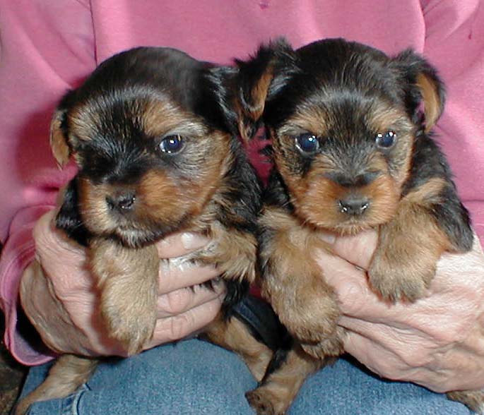 
Precio Yorkshire Terrier...........<strong>$18,000.00   A   $25,000.00  (dependiendo del tamaño, sexo, color y calidad)</strong> <br><br>


100% pura raza, registrados todos los papeles en regla se envian a cualquier parte de la Republica.<br><br> 

<li>Contrato de compraventa<br><br></li>


<li>Seguro de vida gratuito por escrito de 5 años que cubre muerte en caso de cuestiones virales</li>
<br><br>

<li>Garantía de Pureza Racial<br><br></li>

<li>Certificado de registro inicial que extiende la Federación Canófila Mexicana donde los cachorros se entregan con tatuaje y microchip</li>

