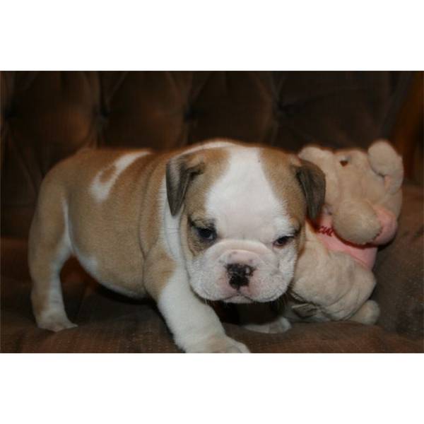 
Precio Bulldog...........<strong>   $35,000.00  A   $60,000.00    (dependiendo la calidad)</strong> <br><br>


100% pura raza, registrados todos los papeles en regla se envian a cualquier parte de la Republica.<br><br> 

<li>Contrato de compraventa<br><br></li>


<li>Seguro de vida gratuito por escrito de 5 años que cubre muerte en caso de cuestiones virales</li>
<br><br>

<li>Garantía de Pureza Racial<br><br></li>

<li>Certificado de registro inicial que extiende la Federación Canófila Mexicana donde los cachorros se entregan con tatuaje y microchip</li>

