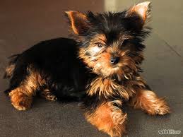 
Precio Yorkshire Terrier...........<strong>$18,000.00   A   $25,000.00  (dependiendo del tamaño, sexo, color y calidad)</strong> <br><br>


100% pura raza, registrados todos los papeles en regla se envian a cualquier parte de la Republica.<br><br> 

<li>Contrato de compraventa<br><br></li>


<li>Seguro de vida gratuito por escrito de 5 años que cubre muerte en caso de cuestiones virales</li>
<br><br>

<li>Garantía de Pureza Racial<br><br></li>

<li>Certificado de registro inicial que extiende la Federación Canófila Mexicana donde los cachorros se entregan con tatuaje y microchip</li>

