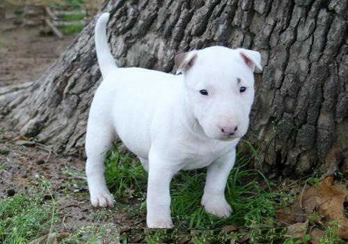 
Precio Bull Terrier...........<strong>    $18,000.00  A   $25,000.00    ( dependiendo tamaño y color)</strong> <br><br>


100% pura raza, registrados todos los papeles en regla se envian a cualquier parte de la Republica.<br><br> 

<li>Contrato de compraventa<br><br></li>


<li>Seguro de vida gratuito por escrito de 5 años que cubre muerte en caso de cuestiones virales</li>
<br><br>

<li>Garantía de Pureza Racial<br><br></li>

<li>Certificado de registro inicial que extiende la Federación Canófila Mexicana donde los cachorros se entregan con tatuaje y microchip</li>

