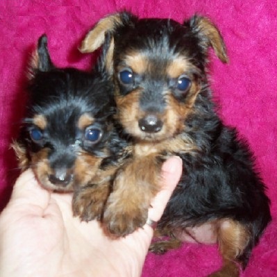 
Precio Yorkshire Terrier...........<strong>$18,000.00   A   $25,000.00  (dependiendo del tamaño, sexo, color y calidad)</strong> <br><br>


100% pura raza, registrados todos los papeles en regla se envian a cualquier parte de la Republica.<br><br> 

<li>Contrato de compraventa<br><br></li>


<li>Seguro de vida gratuito por escrito de 5 años que cubre muerte en caso de cuestiones virales</li>
<br><br>

<li>Garantía de Pureza Racial<br><br></li>

<li>Certificado de registro inicial que extiende la Federación Canófila Mexicana donde los cachorros se entregan con tatuaje y microchip</li>

