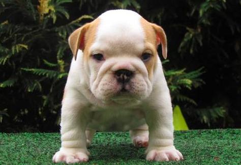 
Precio Bulldog...........<strong>   $35,000.00  A   $60,000.00    (dependiendo la calidad)</strong> <br><br>


100% pura raza, registrados todos los papeles en regla se envian a cualquier parte de la Republica.<br><br> 

<li>Contrato de compraventa<br><br></li>


<li>Seguro de vida gratuito por escrito de 5 años que cubre muerte en caso de cuestiones virales</li>
<br><br>

<li>Garantía de Pureza Racial<br><br></li>

<li>Certificado de registro inicial que extiende la Federación Canófila Mexicana donde los cachorros se entregan con tatuaje y microchip</li>

