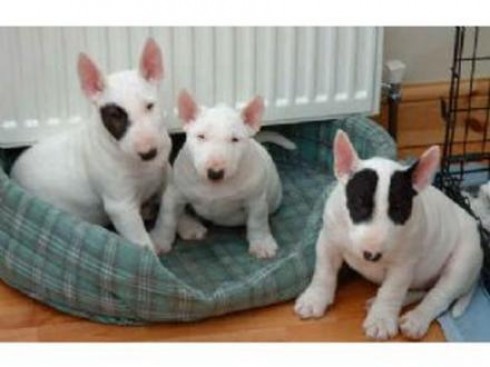 
Precio Bull Terrier...........<strong>    $18,000.00  A   $25,000.00    ( dependiendo tamaño y color)</strong> <br><br>


100% pura raza, registrados todos los papeles en regla se envian a cualquier parte de la Republica.<br><br> 

<li>Contrato de compraventa<br><br></li>


<li>Seguro de vida gratuito por escrito de 5 años que cubre muerte en caso de cuestiones virales</li>
<br><br>

<li>Garantía de Pureza Racial<br><br></li>

<li>Certificado de registro inicial que extiende la Federación Canófila Mexicana donde los cachorros se entregan con tatuaje y microchip</li>

