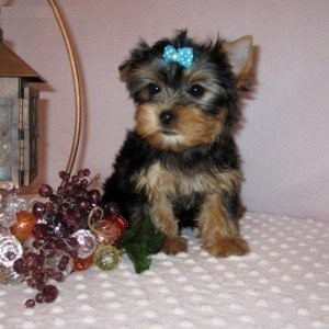 
Precio Yorkshire Terrier...........<strong>$18,000.00   A   $25,000.00  (dependiendo del tamaño, sexo, color y calidad)</strong> <br><br>


100% pura raza, registrados todos los papeles en regla se envian a cualquier parte de la Republica.<br><br> 

<li>Contrato de compraventa<br><br></li>


<li>Seguro de vida gratuito por escrito de 5 años que cubre muerte en caso de cuestiones virales</li>
<br><br>

<li>Garantía de Pureza Racial<br><br></li>

<li>Certificado de registro inicial que extiende la Federación Canófila Mexicana donde los cachorros se entregan con tatuaje y microchip</li>

