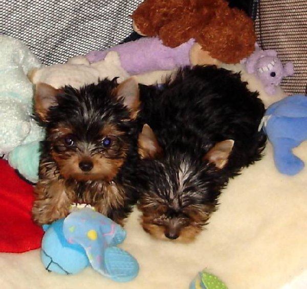 
Precio Yorkshire Terrier...........<strong>$18,000.00   A   $25,000.00  (dependiendo del tamaño, sexo, color y calidad)</strong> <br><br>


100% pura raza, registrados todos los papeles en regla se envian a cualquier parte de la Republica.<br><br> 

<li>Contrato de compraventa<br><br></li>


<li>Seguro de vida gratuito por escrito de 5 años que cubre muerte en caso de cuestiones virales</li>
<br><br>

<li>Garantía de Pureza Racial<br><br></li>

<li>Certificado de registro inicial que extiende la Federación Canófila Mexicana donde los cachorros se entregan con tatuaje y microchip</li>

